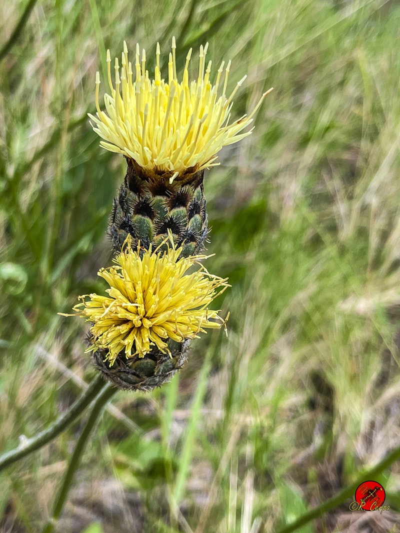 Centaurea lainzii