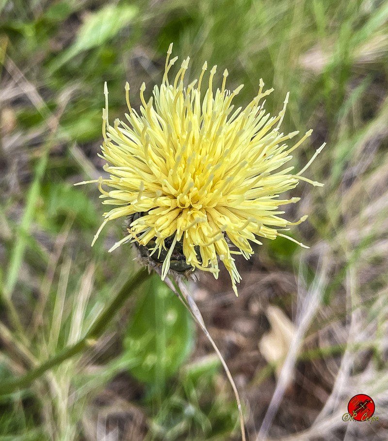 Centaurea lainzii photo 2