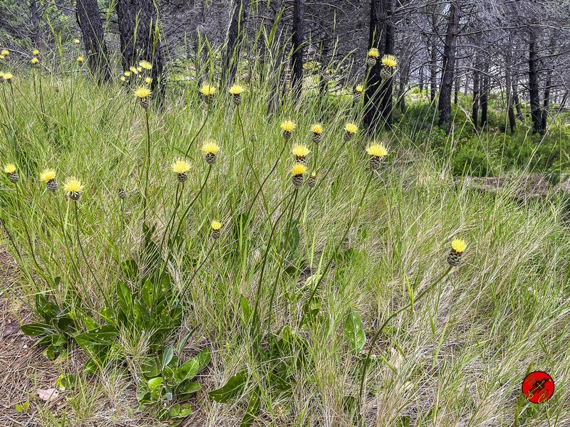 Centaurea lainzii photo 3