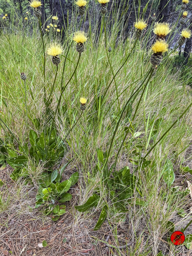 Centaurea lainzii photo 4