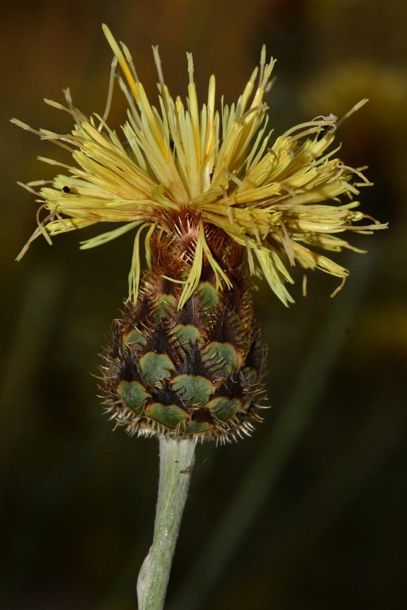 Centaurea lainzii photo 5