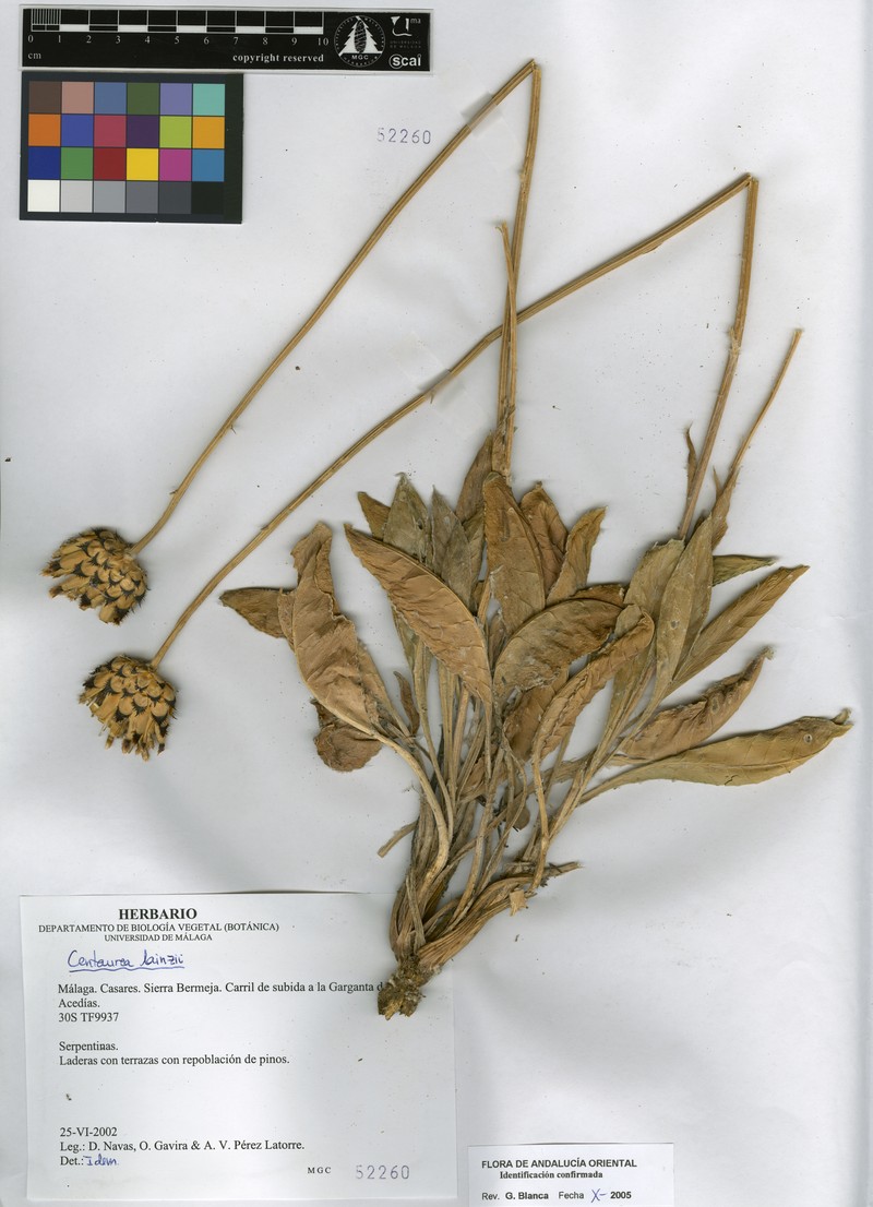 Centaurea lainzii photo 6