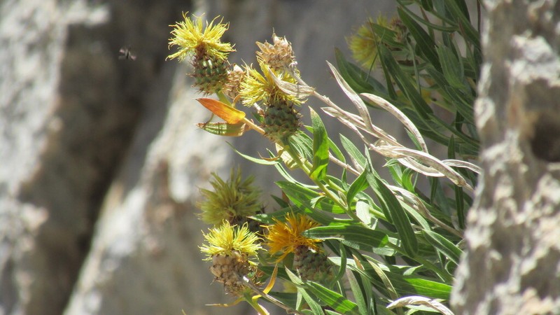 Centaurea lancifolia