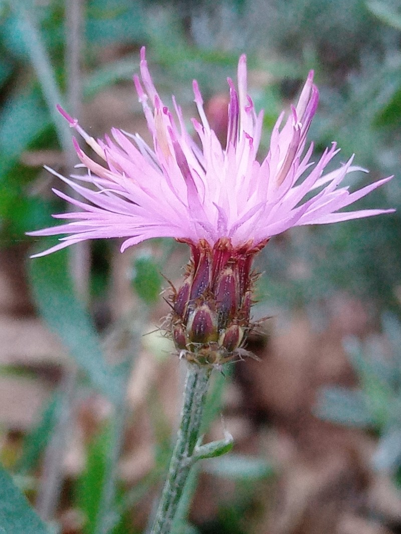 Centaurea langei