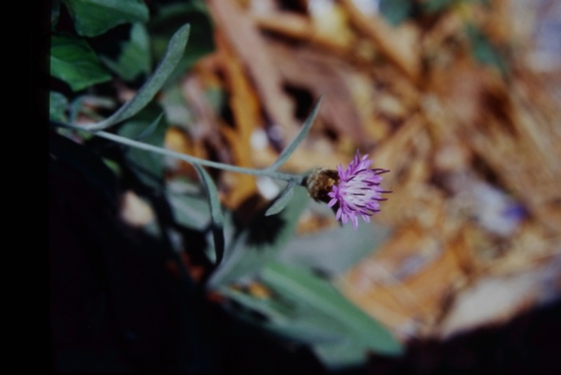 Centaurea langei photo 2