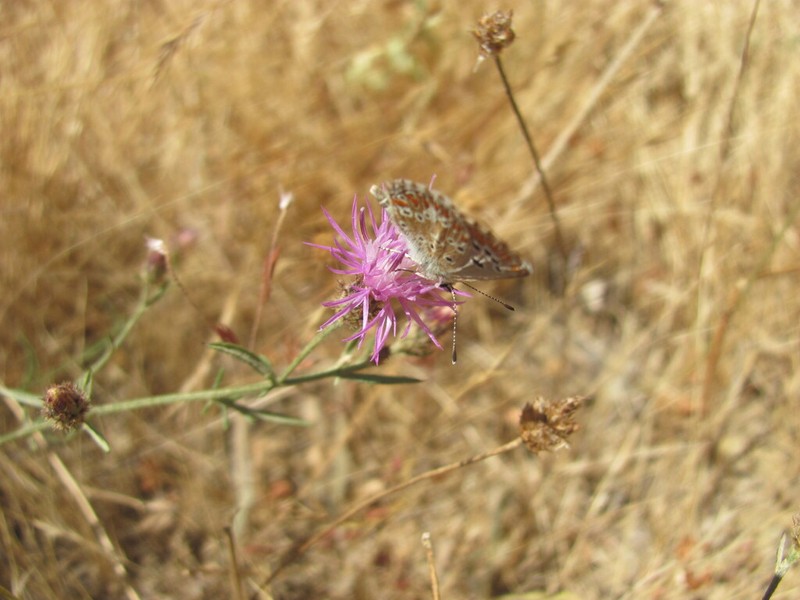 Centaurea langei photo 3