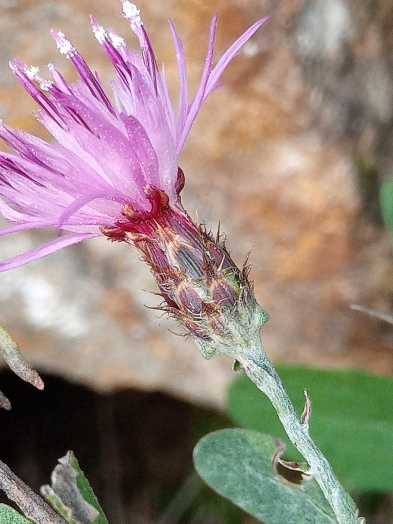 Centaurea langei photo 4
