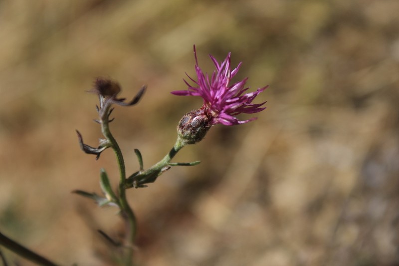 Centaurea langei photo 5