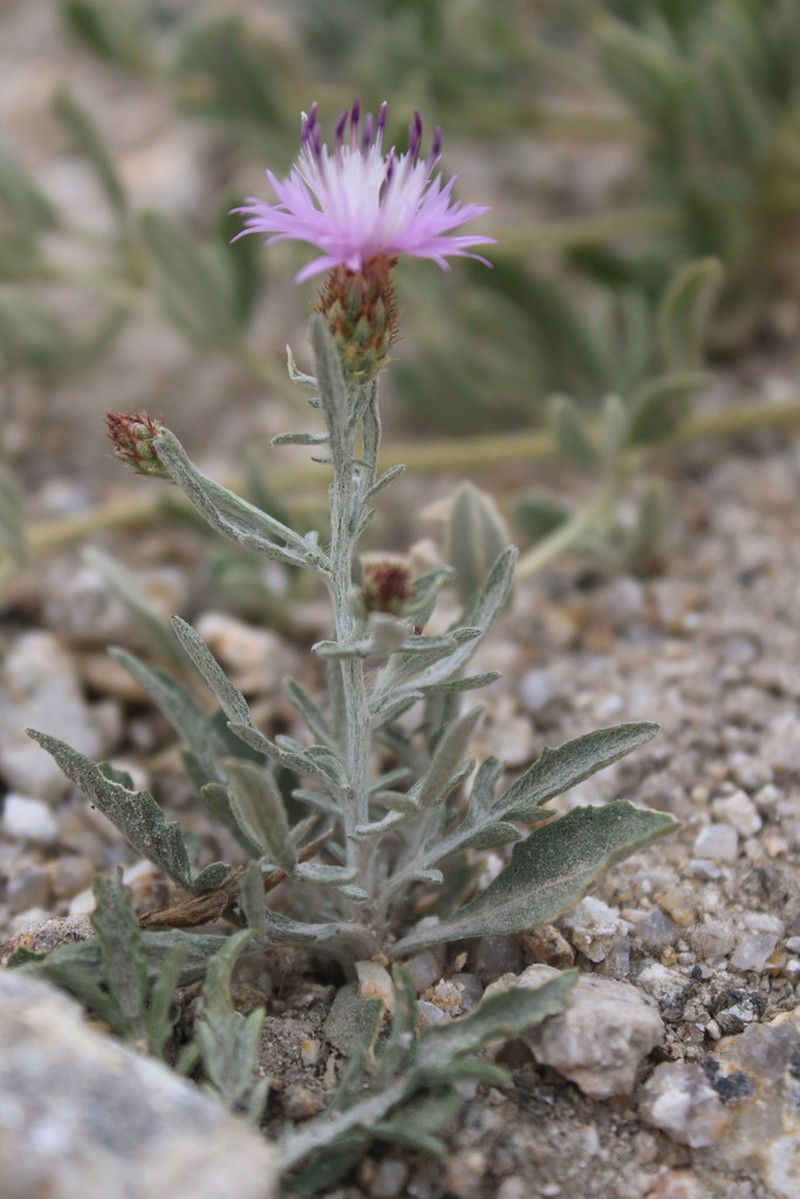 Centaurea langei photo 6
