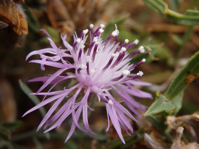 Centaurea langei photo 7