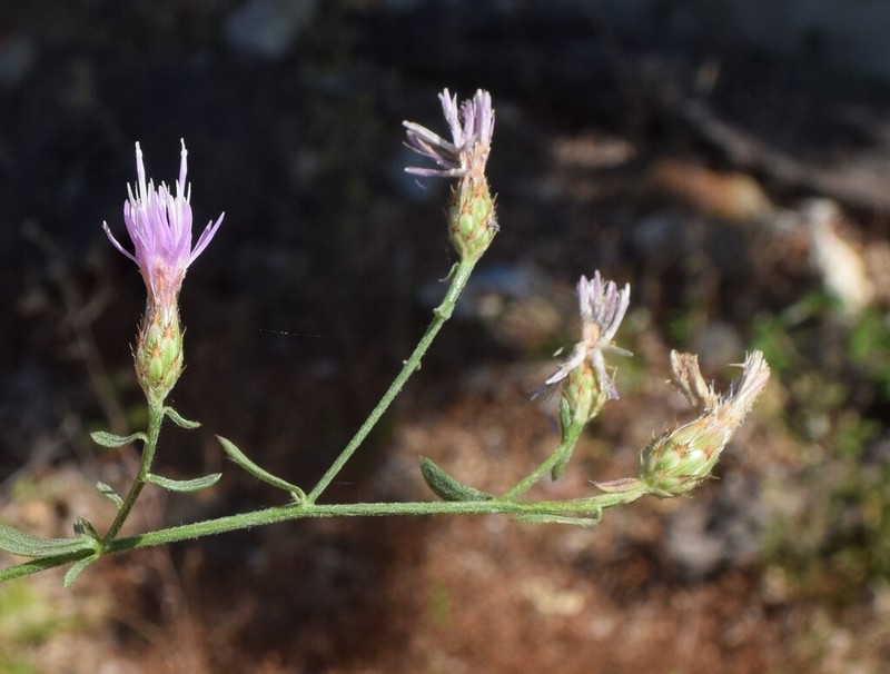 Centaurea langei photo 8