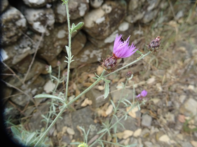 Centaurea langei subsp. coutinhoi
