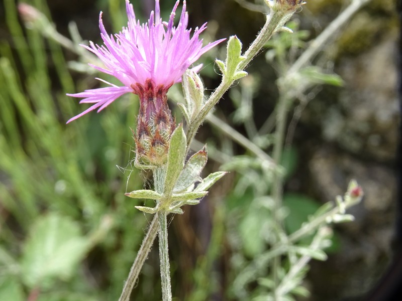Centaurea langei subsp. coutinhoi photo 2