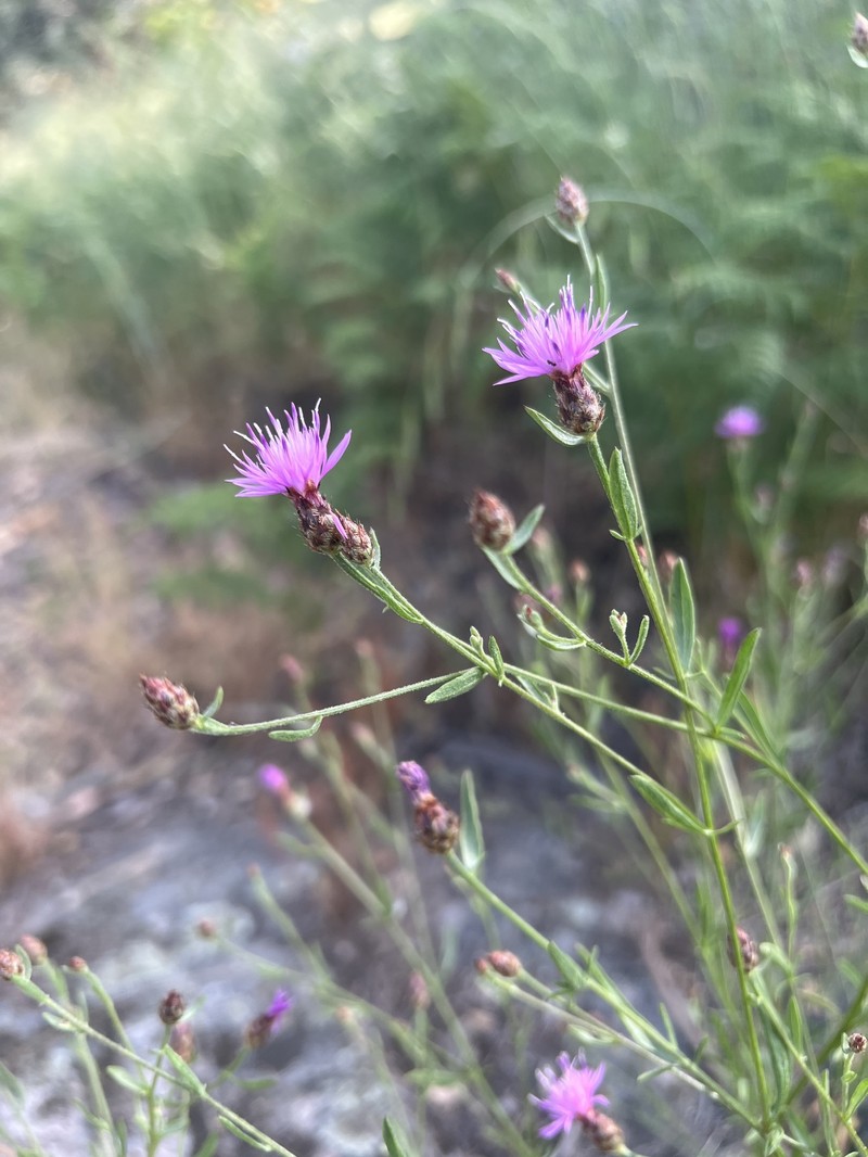 Centaurea langei subsp. coutinhoi photo 3