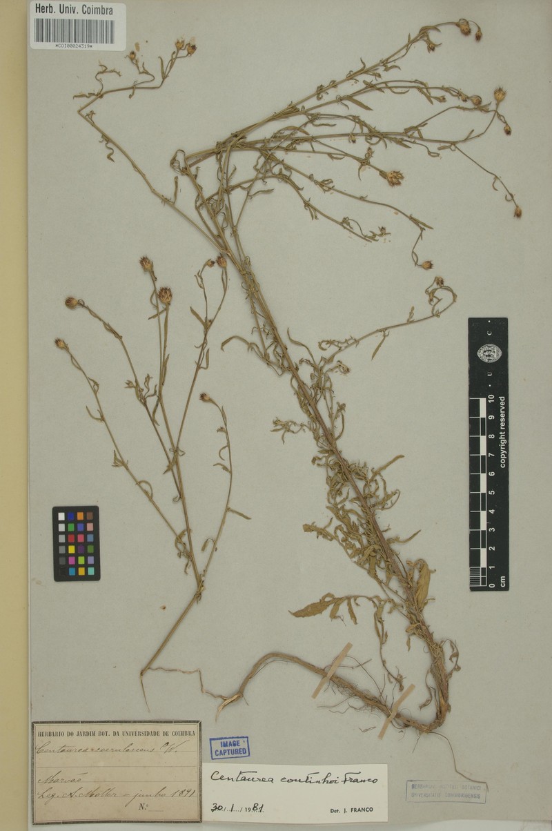 Centaurea langei subsp. coutinhoi photo 4