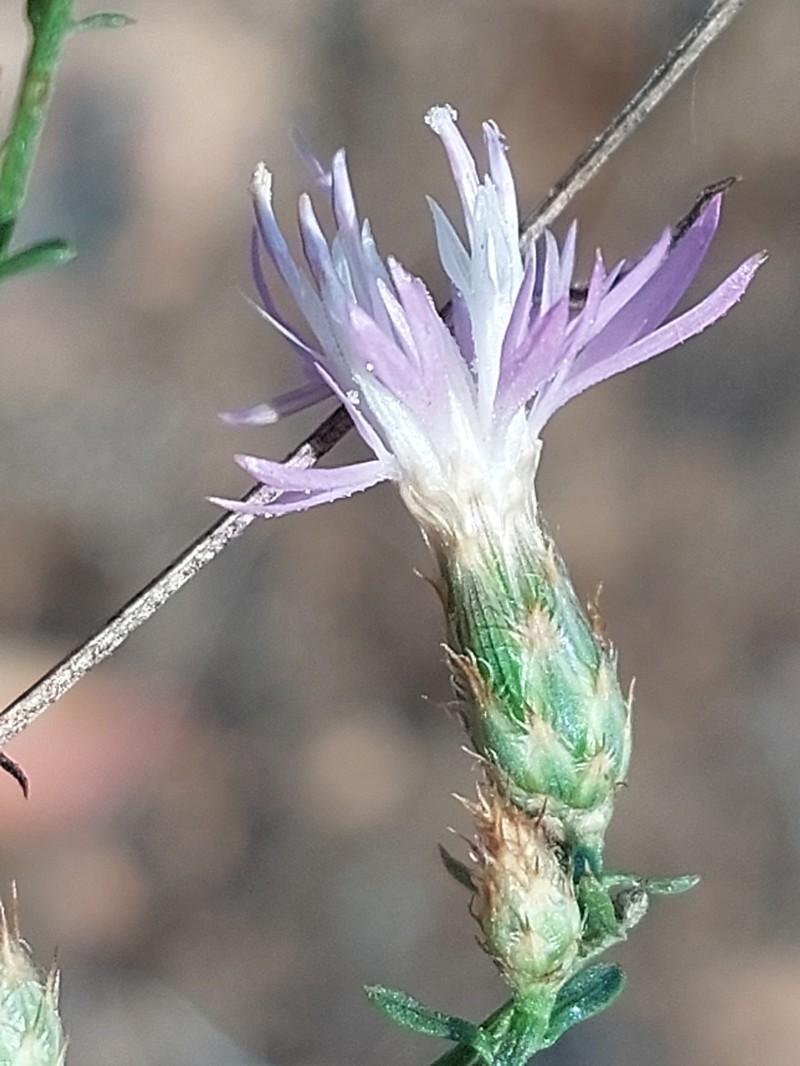 Centaurea langei subsp. exilis