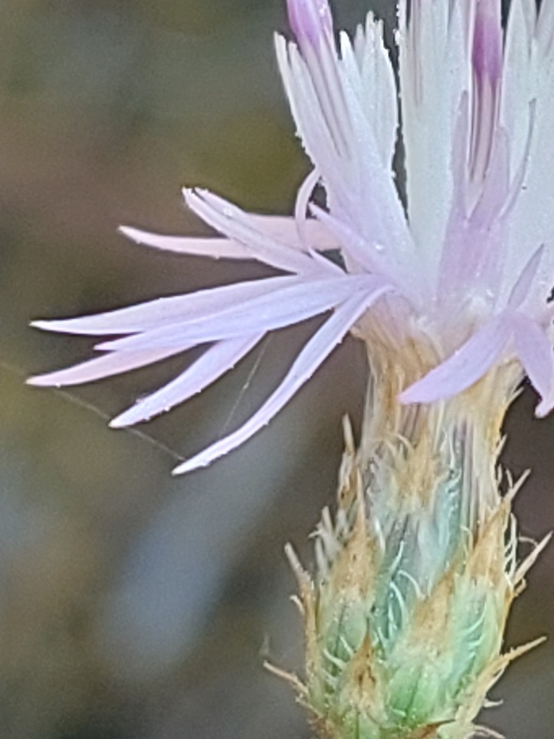 Centaurea langei subsp. exilis photo 2