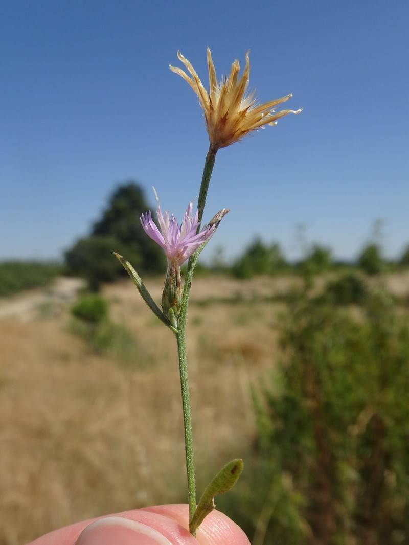 Centaurea langei subsp. exilis photo 3