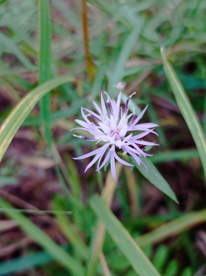 Centaurea langei subsp. geresensis