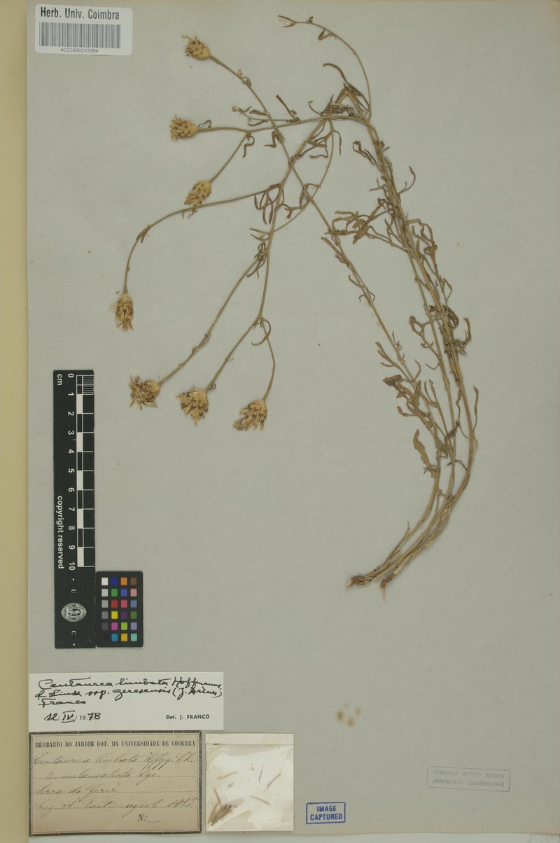 Centaurea langei subsp. geresensis photo 2