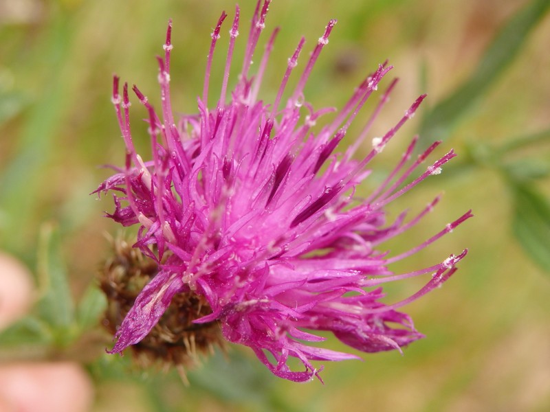 Centaurea langei subsp. langei
