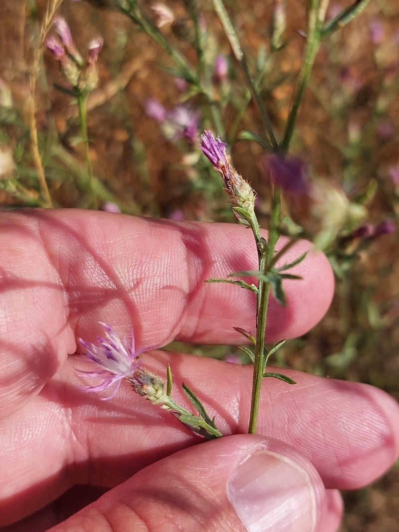 Centaurea langei subsp. langei photo 2