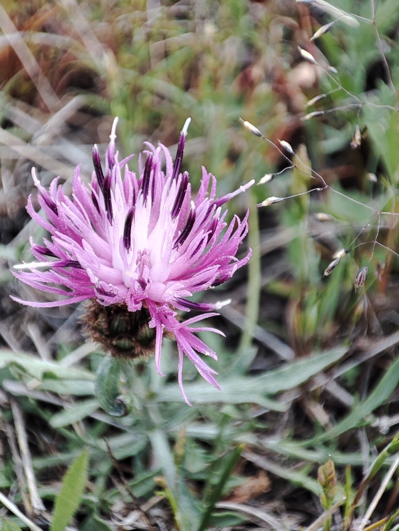 Centaurea langei subsp. langei photo 3