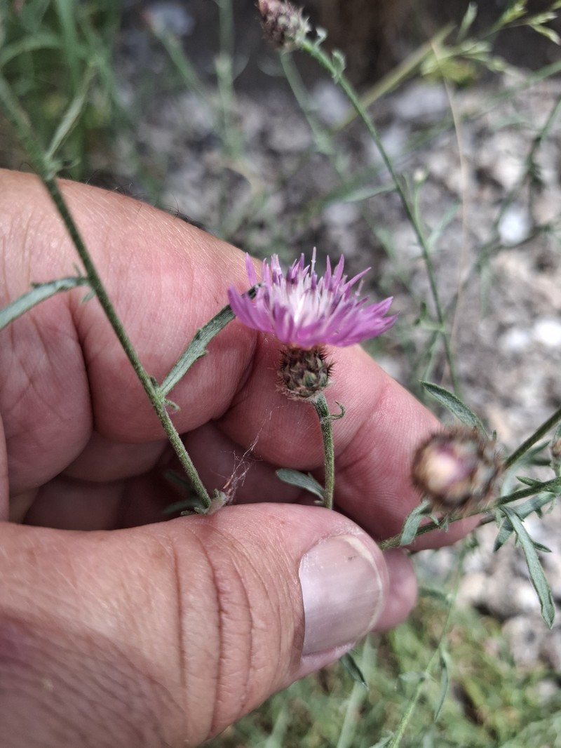 Centaurea langei subsp. rothmaleriana