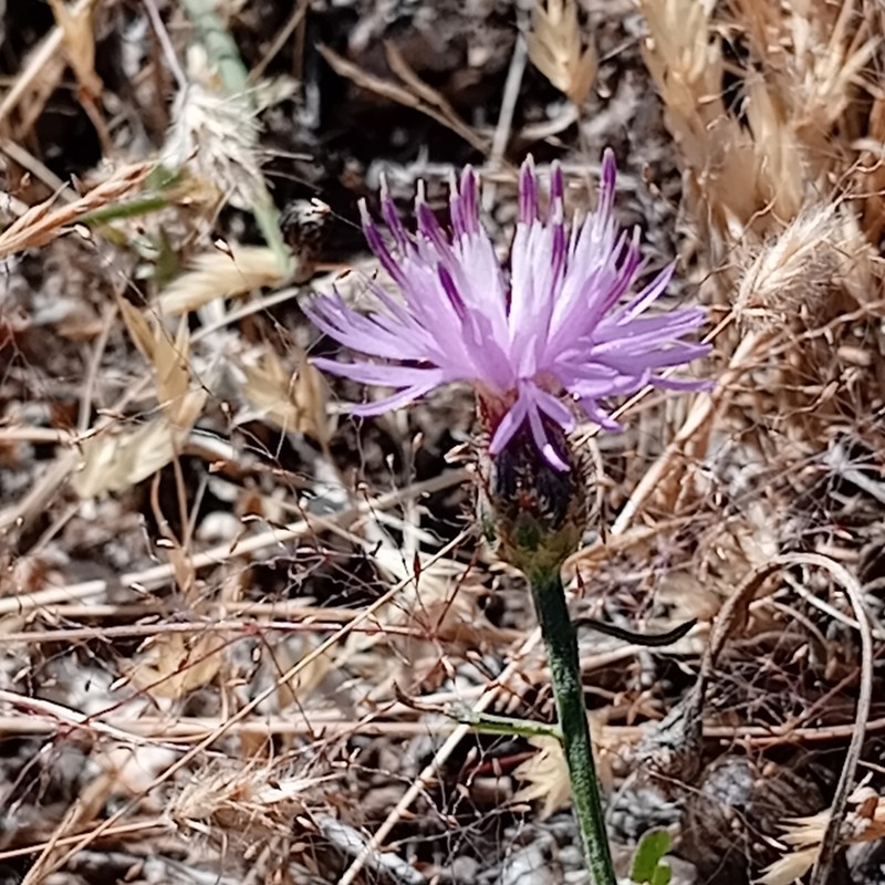 Centaurea langei subsp. rothmaleriana photo 2