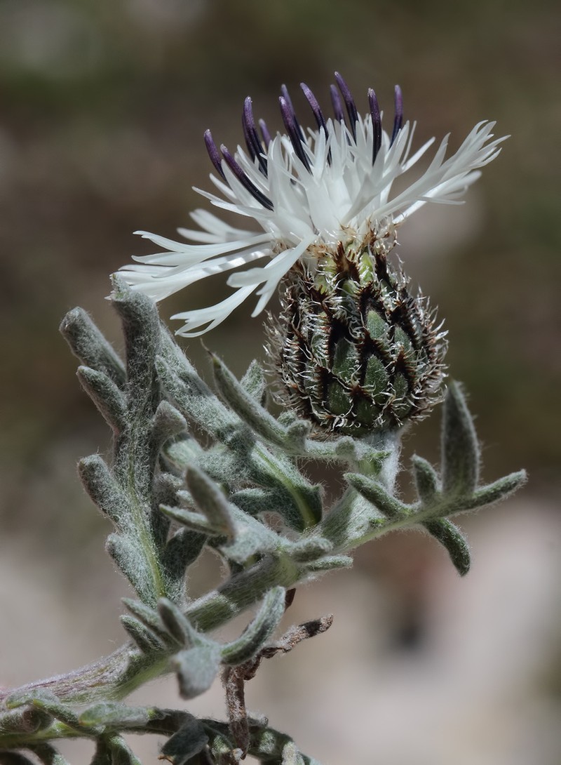 Centaurea lanigera
