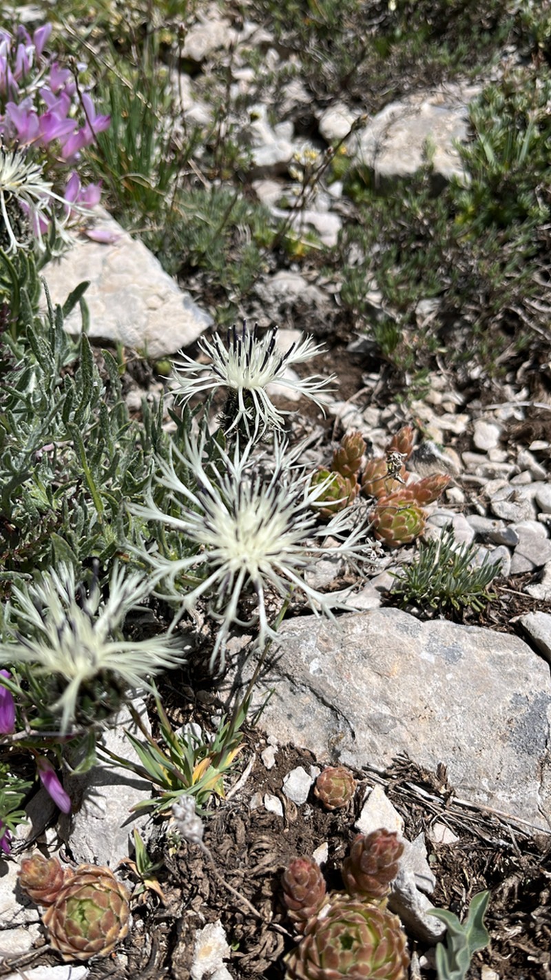 Centaurea lanigera photo 2