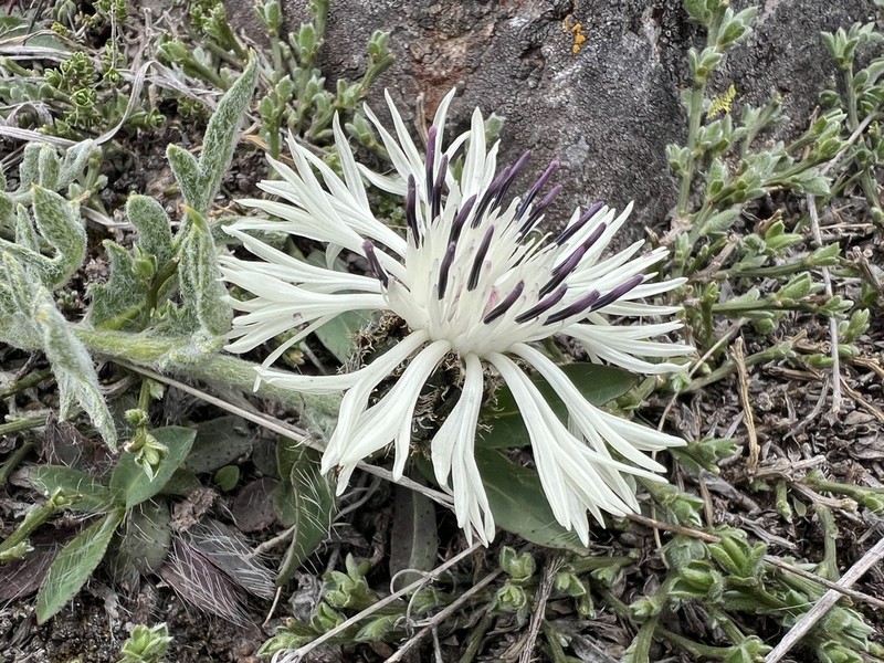 Centaurea lanigera photo 3