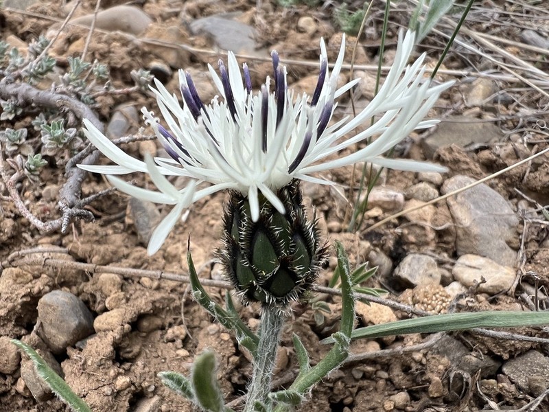Centaurea lanigera photo 4