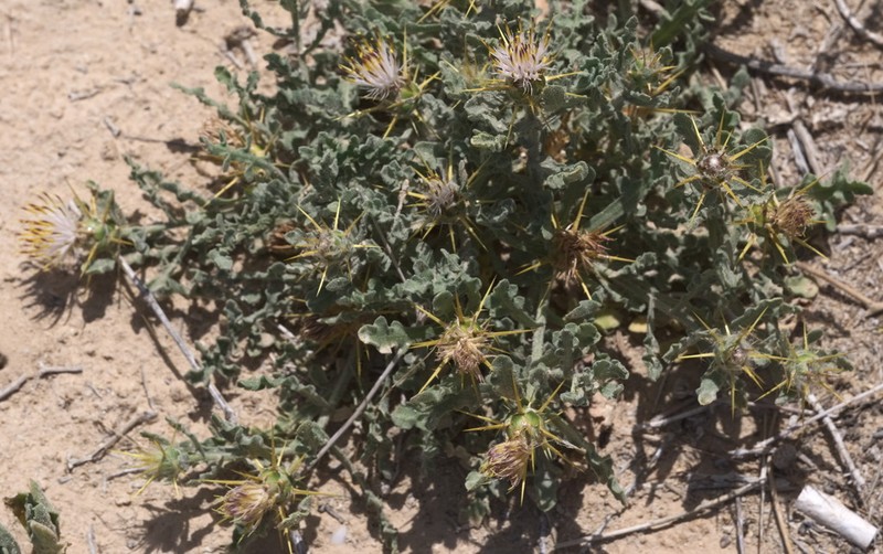 Centaurea lanulata photo 2