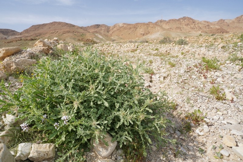 Centaurea lanulata photo 3