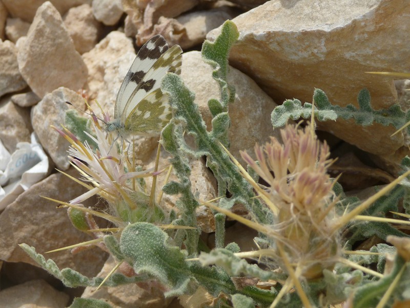 Centaurea lanulata photo 4