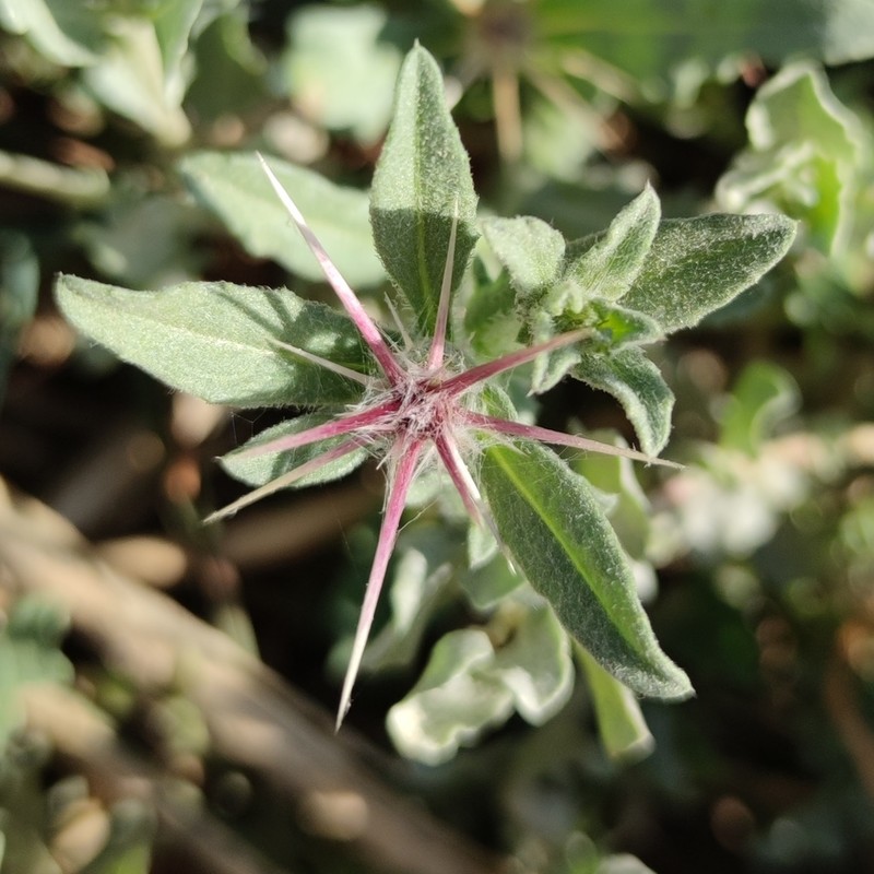 Centaurea lanulata photo 5