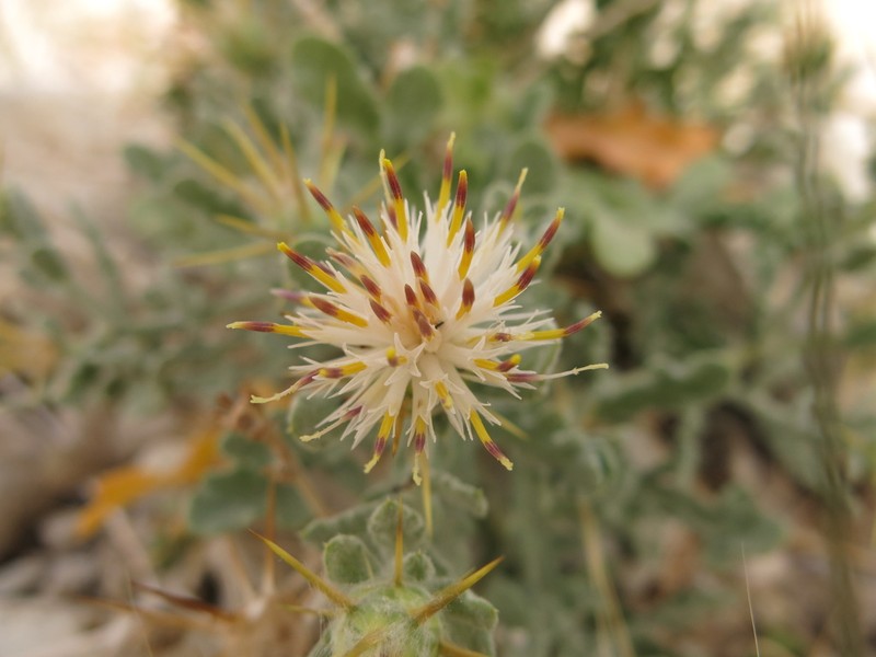 Centaurea lanulata photo 6
