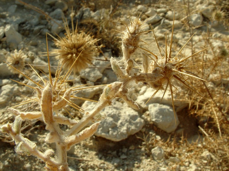 Centaurea lanulata photo 7