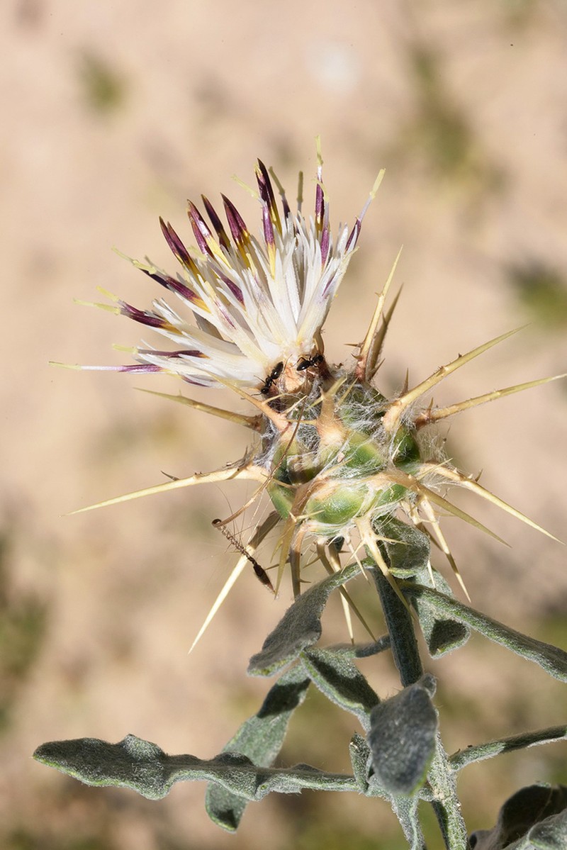 Centaurea lanulata photo 8
