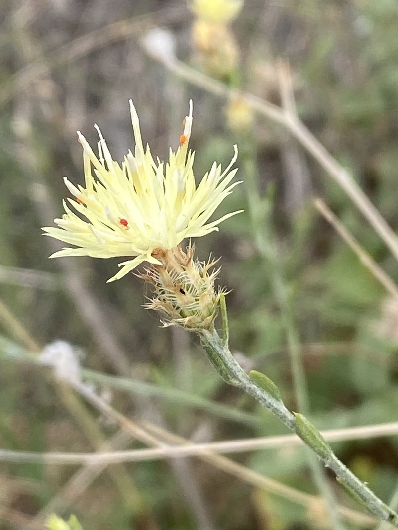 Centaurea laureotica photo 3