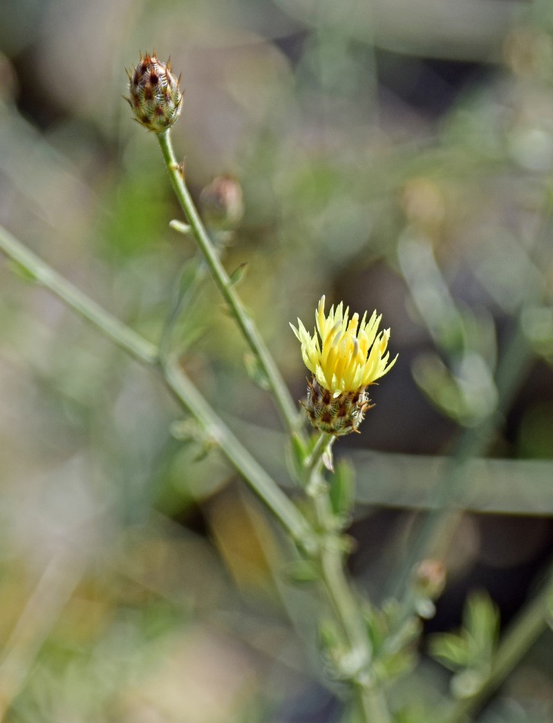 Centaurea laureotica photo 5