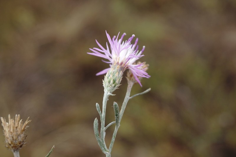 Centaurea lavrenkoana photo 2