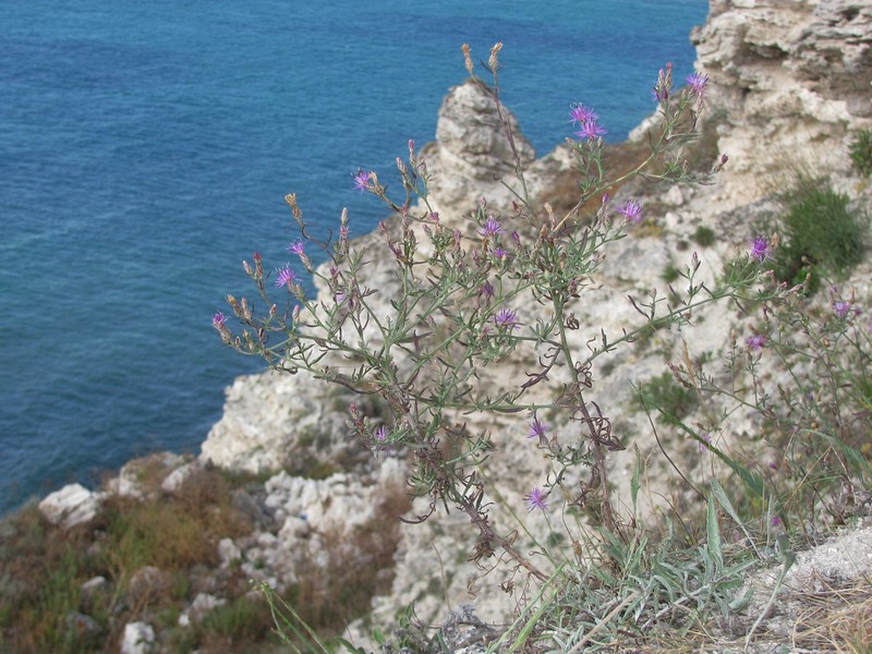 Centaurea lavrenkoana photo 4