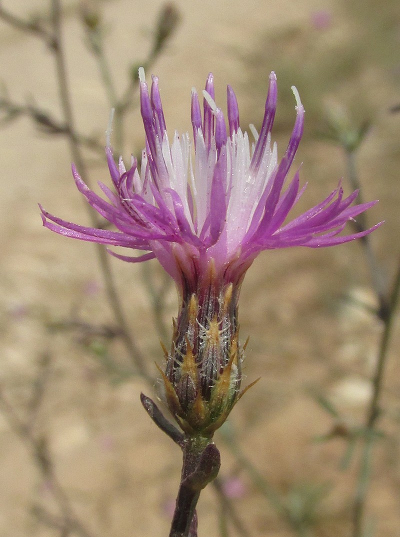 Centaurea lavrenkoana photo 5