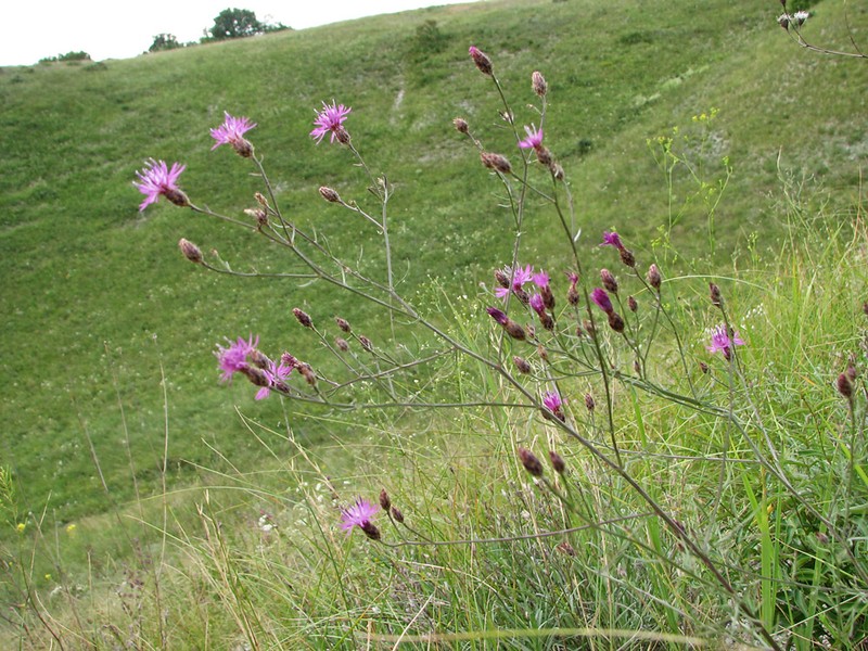 Centaurea lavrenkoana photo 6