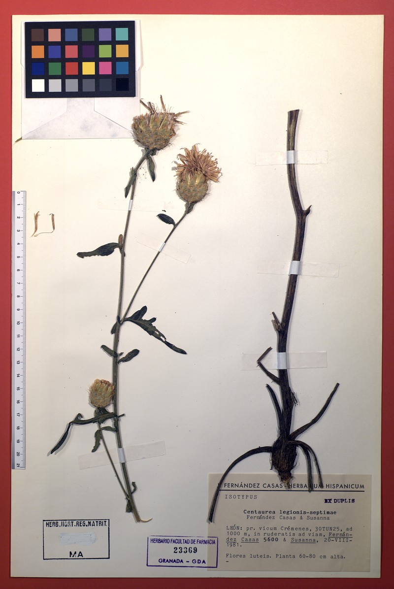 Centaurea legionis-septimae