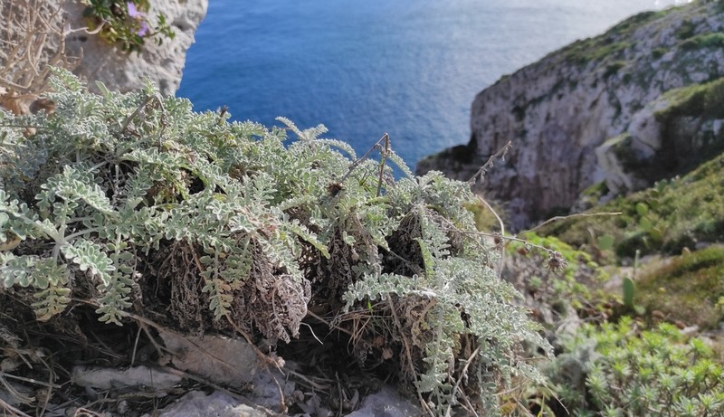 Centaurea leucadea