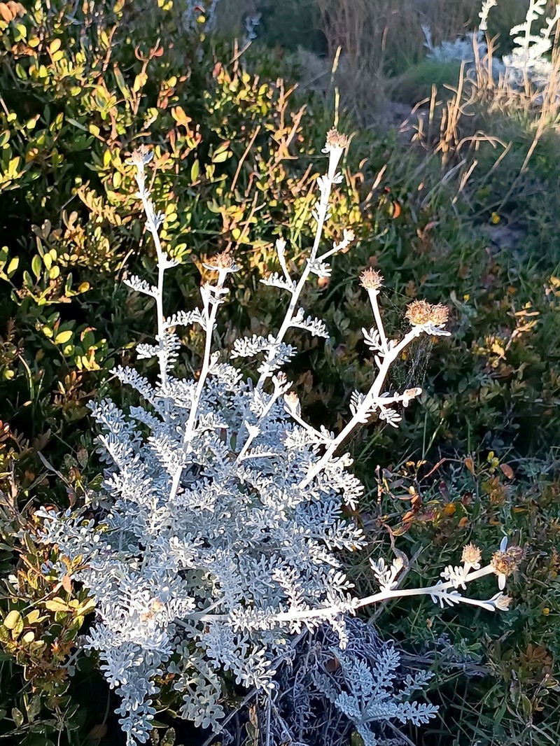 Centaurea leucadea photo 2