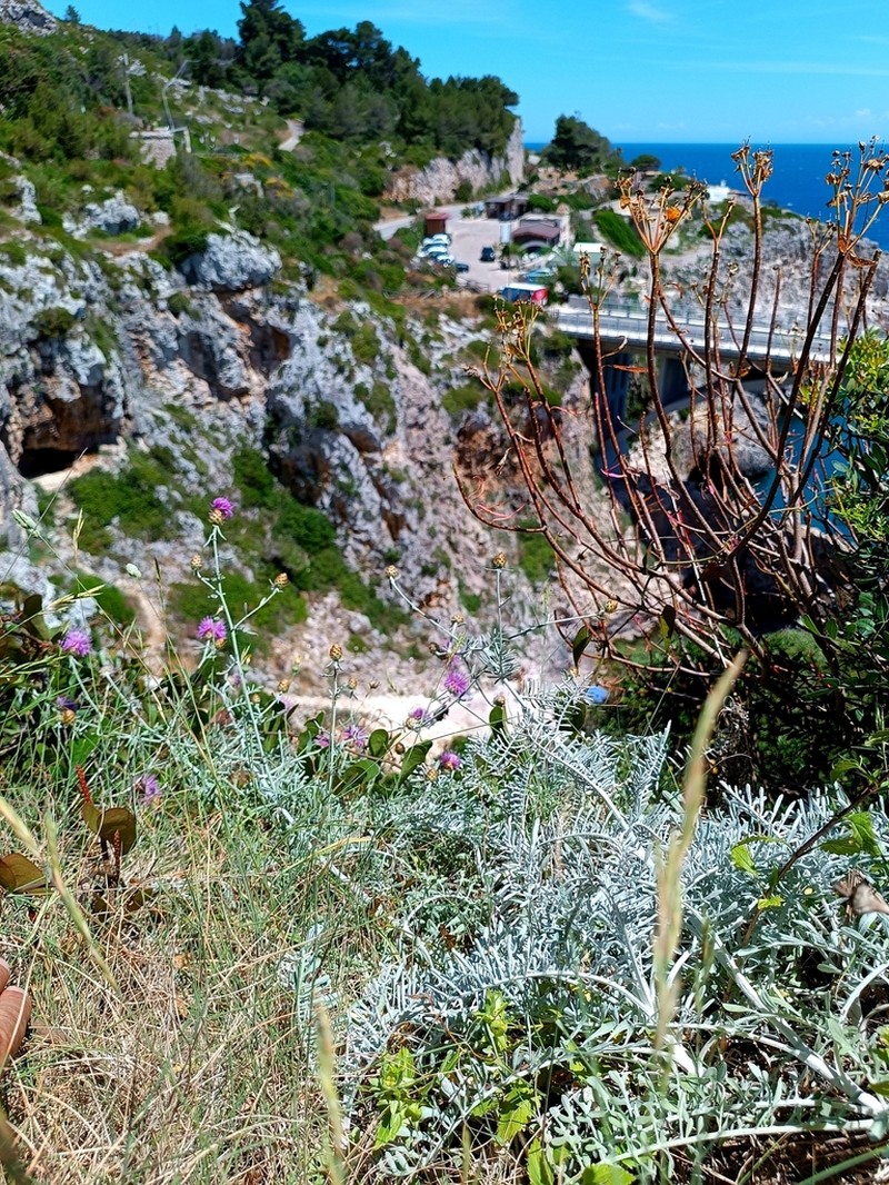 Centaurea leucadea photo 4